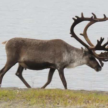 Appartement Yksioe Jaervinaekymaellae Sevettijärvi