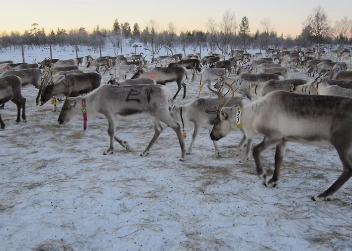 Appartement Yksioe Jaervinaekymaellae *