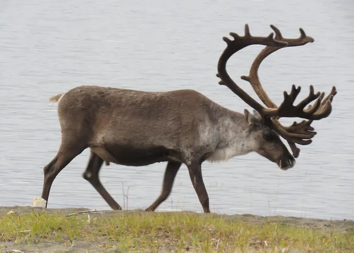 Апартаменты Yksioe Jaervinaekymaellae Sevettijarvi